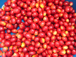 Coffee cherries (it took me a very long time to pick this small amount!)