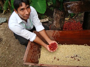 Vincente, coffee farmer, with pulped coffee beans